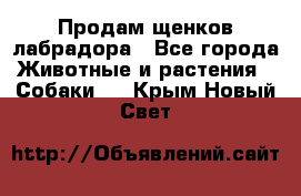 Продам щенков лабрадора - Все города Животные и растения » Собаки   . Крым,Новый Свет